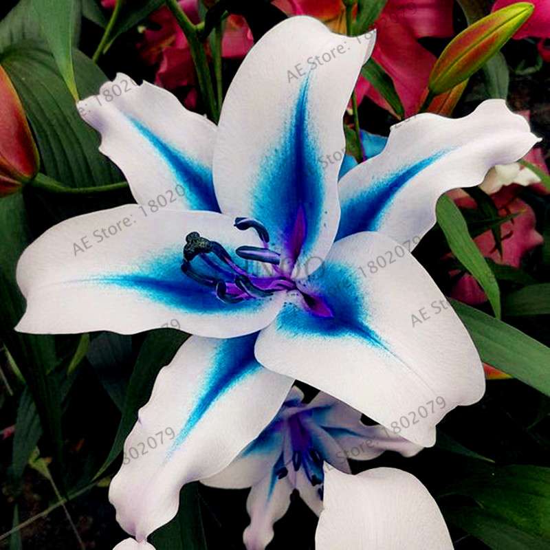 Lilium Brownii Seeds - Indoor Bonsai, Courtyard Lily Flower Seeds for Planting