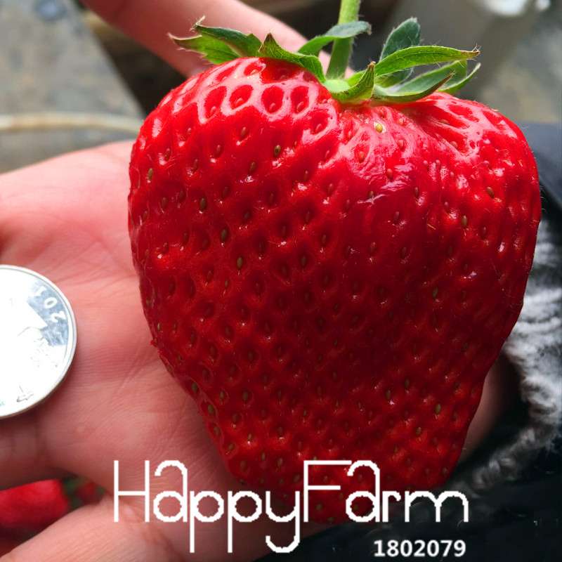 Super Giant Strawberry Seeds - Sweet Fruit for Garden, Balcony & Pots | Non-GMO, Easy Grow
