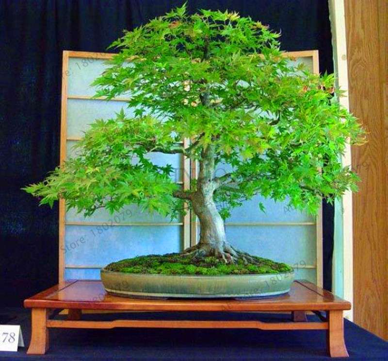 Premium Japanese Red Maple Bonsai Seeds - Gorgeous Indoor Home Tree - Fast US Shipping