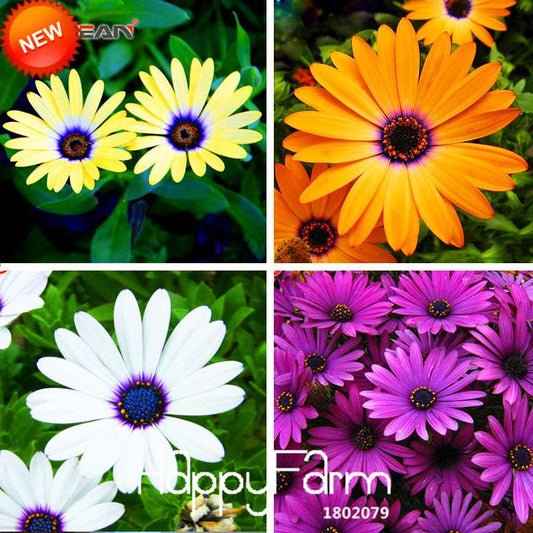 Blue Daisy Osteospermum Seeds - Grow Potted Flowering Plants for DIY Home Garden