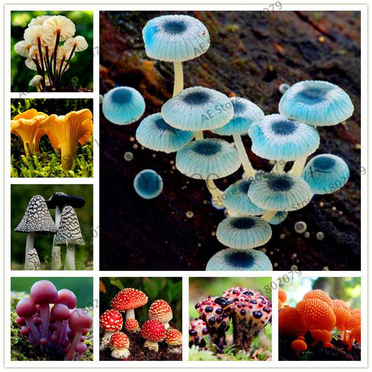 Edible Mushroom Seeds for Planting - Organic Healthy Succulent Vegetable Seeds for Happy Farm & Home Garden