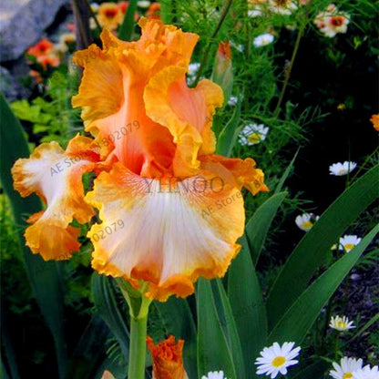 Mixed Color Bearded Iris Seeds - Rare Orchid-Like Flowers for Garden Planting, DIY Home Gardening