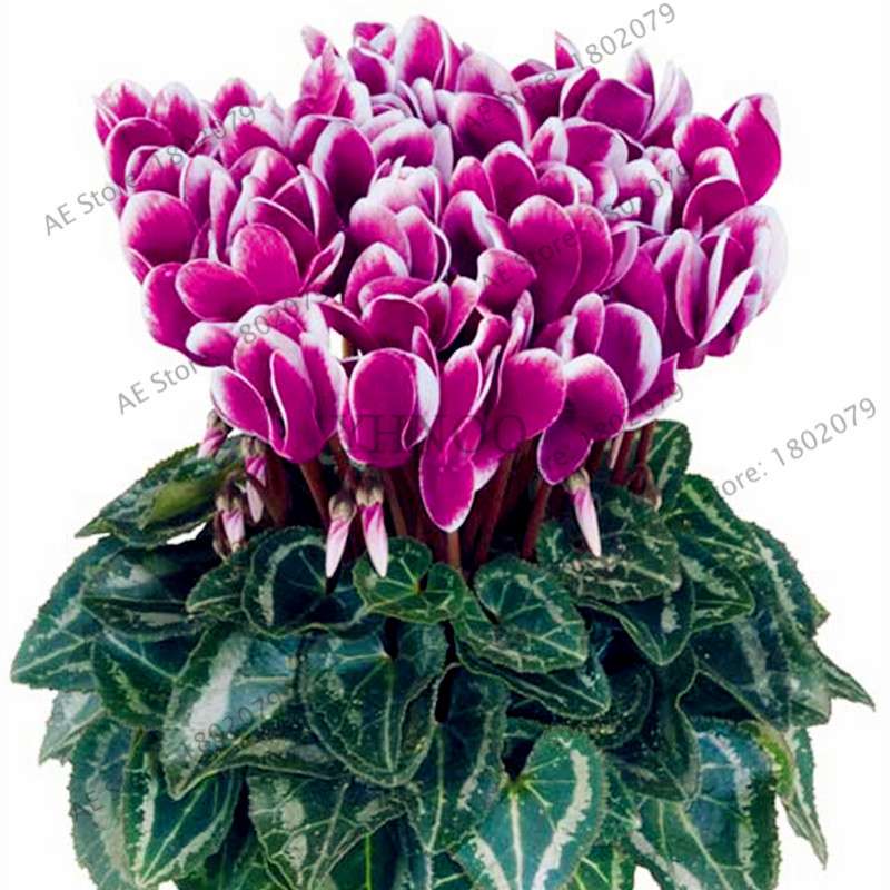 Cyclamen Seeds - Perennial Bonsai Plants for Home & Garden, Easy to Grow, Fast Shipping