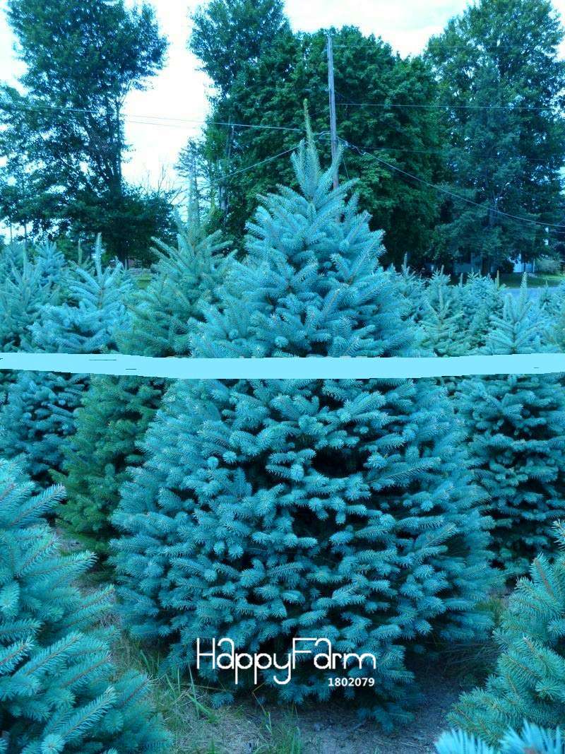 Blue Spruce Tree Seeds (Picea Pungens Glauca) - Perennial Home & Garden Planting Seeds - Bulk Pack