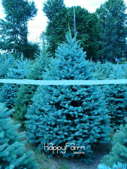 Blue Spruce Tree Seeds (Picea Pungens Glauca) - Perennial Home & Garden Planting Seeds - Bulk Pack