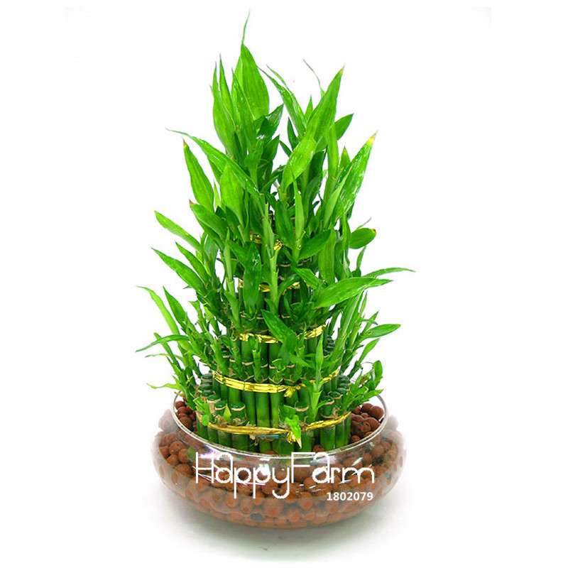 6 Types Lucky Bamboo Seeds - 95% Germination, Dracaena Variety for Home & Garden