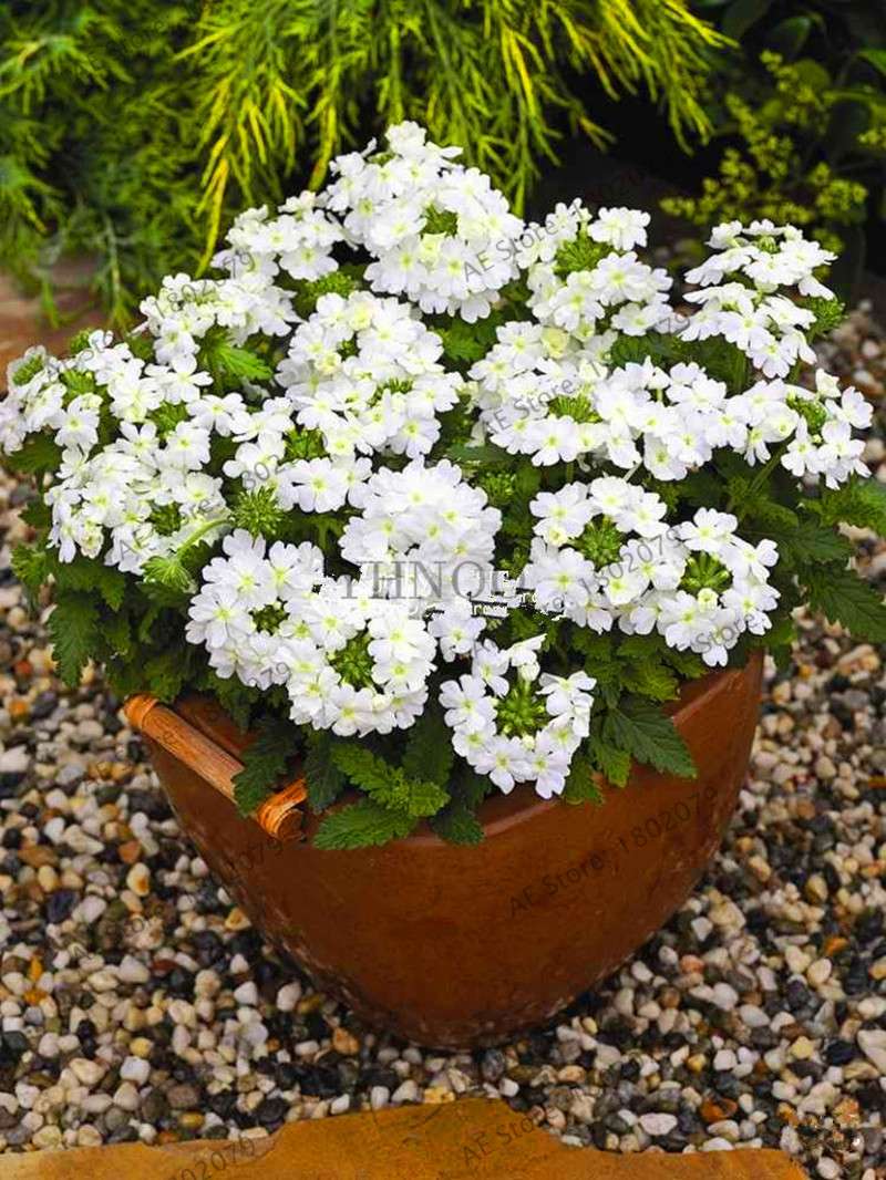 Verbena Seeds for Planting - Easy to Grow Potted Flowers, Bonsai Garden Seeds for Home & Outdoors