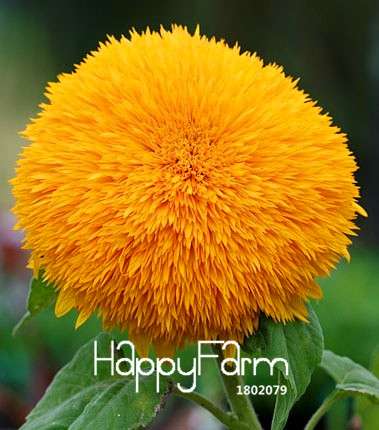 Sunflower Teddy Bear Seeds - Easy Grow Potted Plants for Balcony & Garden