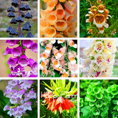 Fritillaria Foxglove Seeds - Potted Bonsai Garden Kit for DIY Home Planting | Premium Quality
