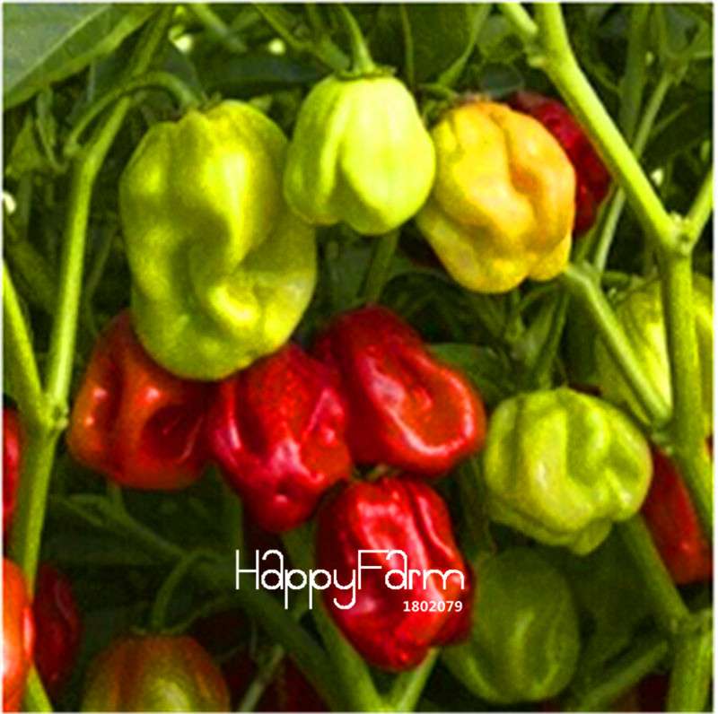 16 Hot Chili Pepper Varieties, Non-GMO Vegetable Seeds for Home Garden & Happy Farm