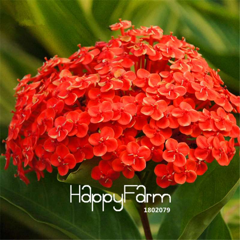 Colorful Lantana Camara Seeds - Indoor Bonsai Flowering Plant - Easy Grow, Bulk - USA Seller