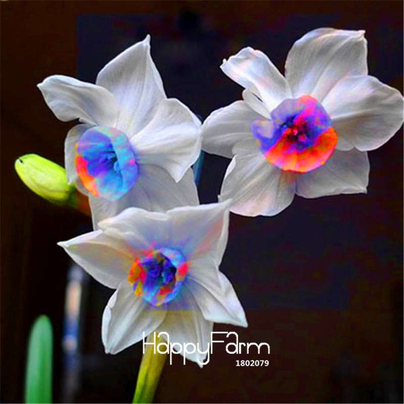 Double Petal Pink Daffodil Bonsai Seeds - Aquatic Plant Seeds for Home Garden