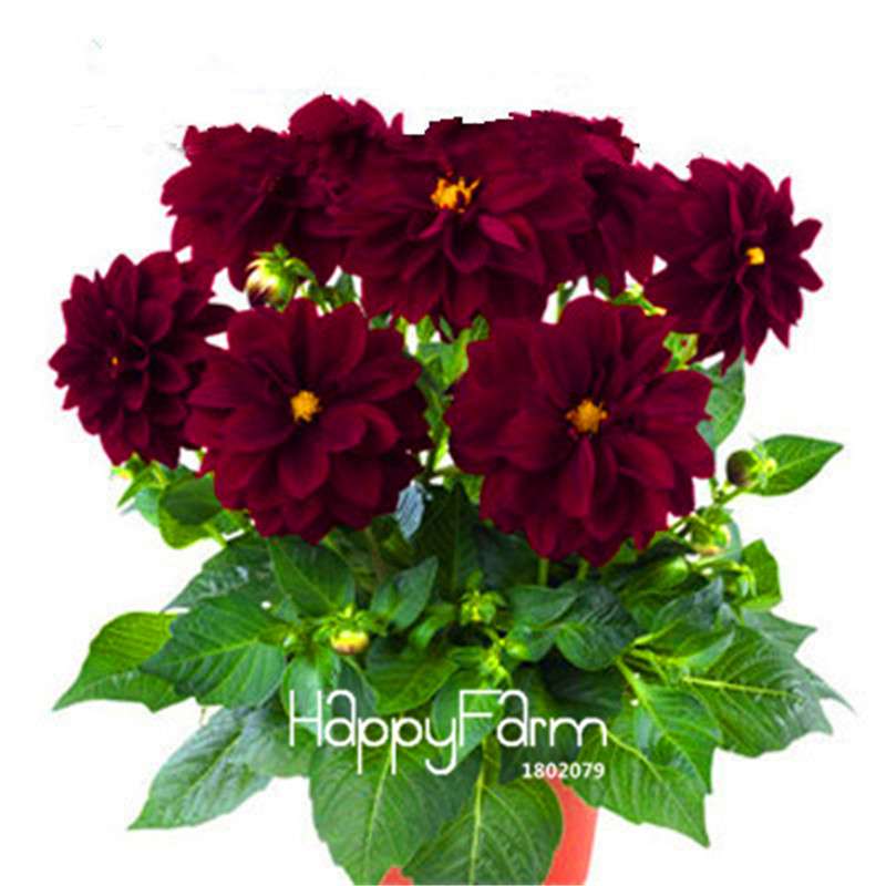 Dahlia Seeds - Rare Bonsai Flower Perennial Plants for Home Gardens | Fast-Growing & Colorful Blooms