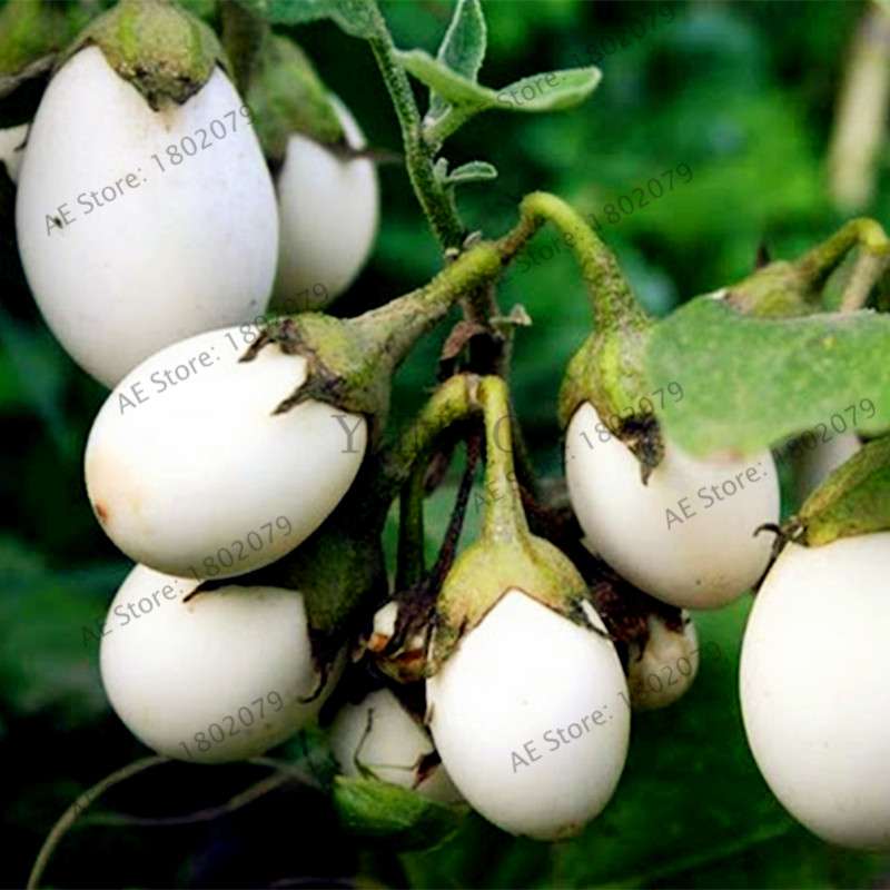 Organic White Tomato Seeds - Non-GMO, Heirloom Vegetable Seeds for Home Garden Planting