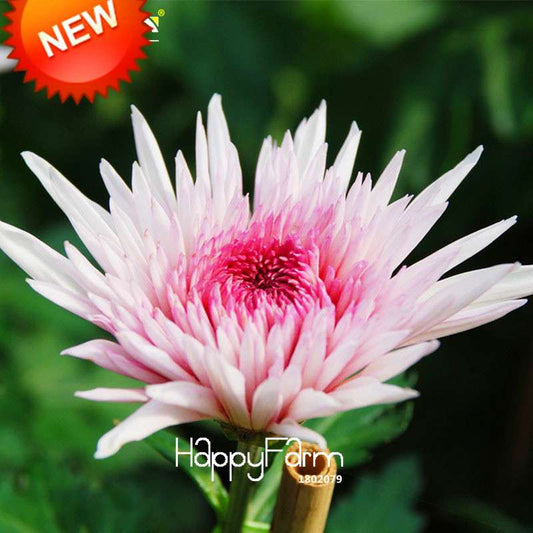 Pink & White Chrysanthemum Seeds - DIY Home Gardening, Easy-Grow Morifolium Flower Seeds