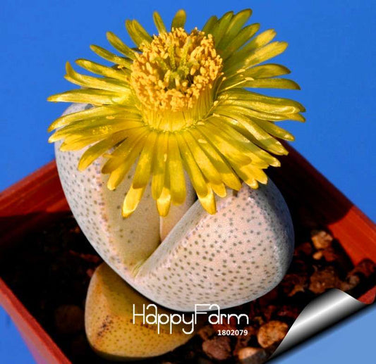 Rare Conophytum Calculus Succulent Seeds - Authentic Lithops Cactus Seeds for Planting