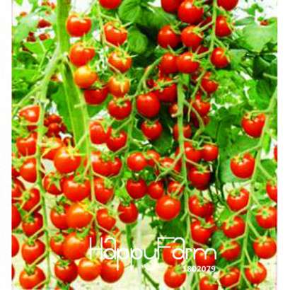 Red Cherry Tomato Seeds - Sweet Balcony Bonsai Veggie & Fruit Plants for Home Gardening
