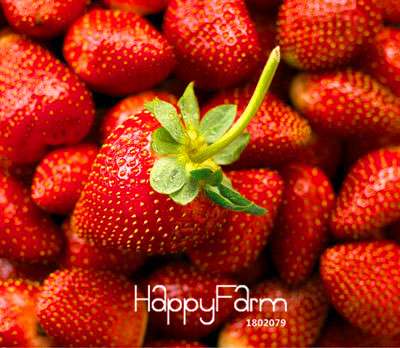 Giant Strawberry Seeds - Sweet, Fragrant & Juicy, - Rare Four Seasons Variety for Home Garden