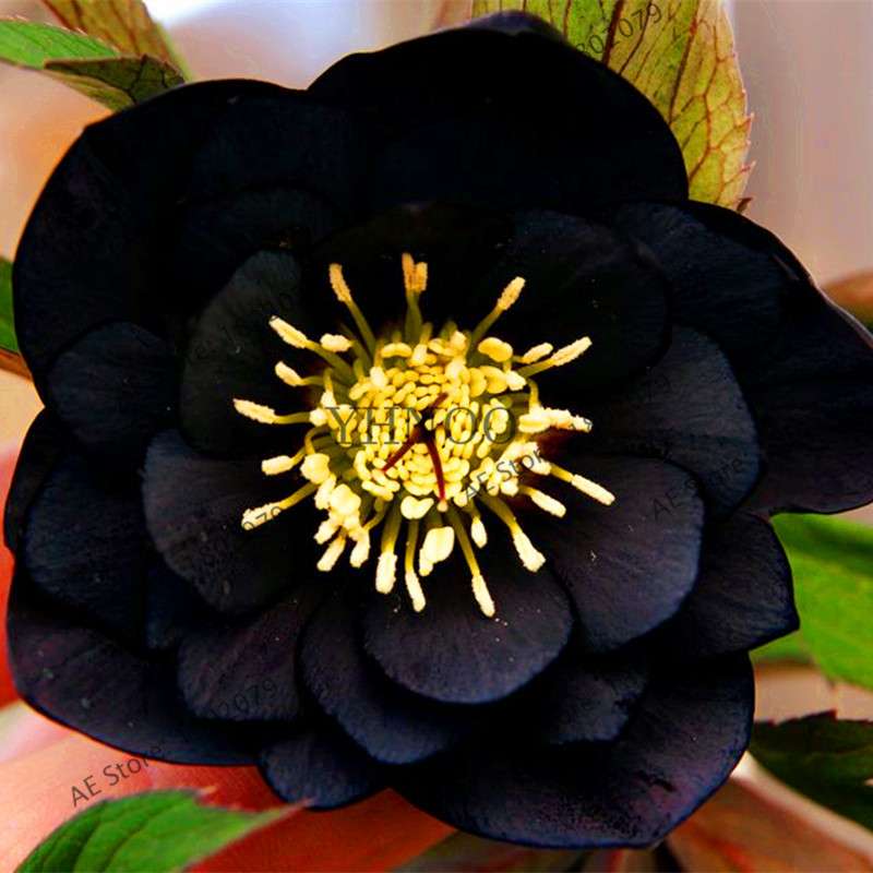 Christmas Rose Seeds (Helleborus Niger) - for Home, Courtyard & Bonsai Planting | Novelty Plant Gift