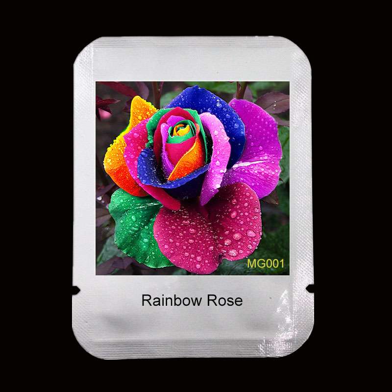 Rare Holland Rainbow Rose Seeds - Colorful Flower Seeds for Home Garden - Professional Pack