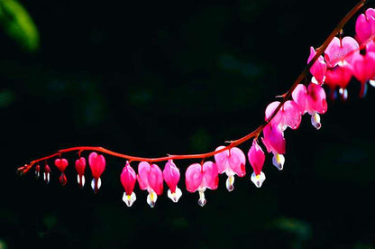 Bleeding Heart Seeds (Dicentra Spectabilis) - Orchid Seeds for Pots & Cottage Gardens