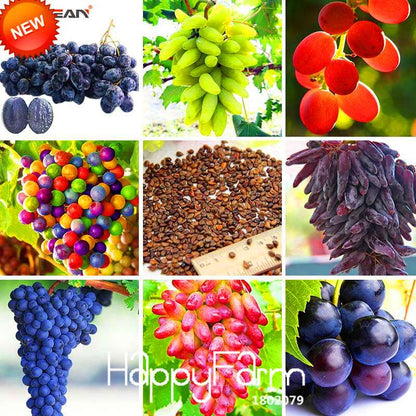 Grape Seeds - 12 Varieties, Sweet Kyoho, Natural Growth for Home Gardening | Premium Fruit Seeds