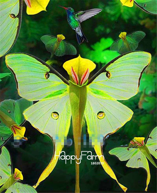 Rare Phalaenopsis Orchid Seeds - Indoor Balcony Office Planting, DIY Home Garden Flower Seeds