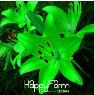 Fragrant Lily Flower Seeds - Color Mix, Indoor Bonsai, Potted Plants for Home & Garden