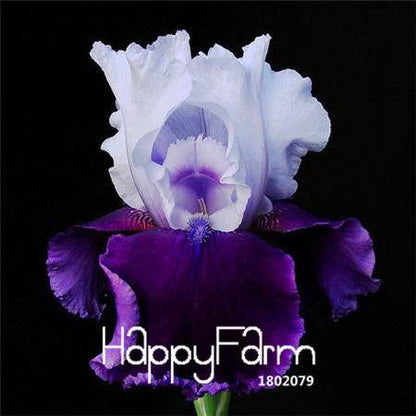 Pink Iris Seeds - Perennial Garden & Gorgeous Cut Flowers for Home Planting