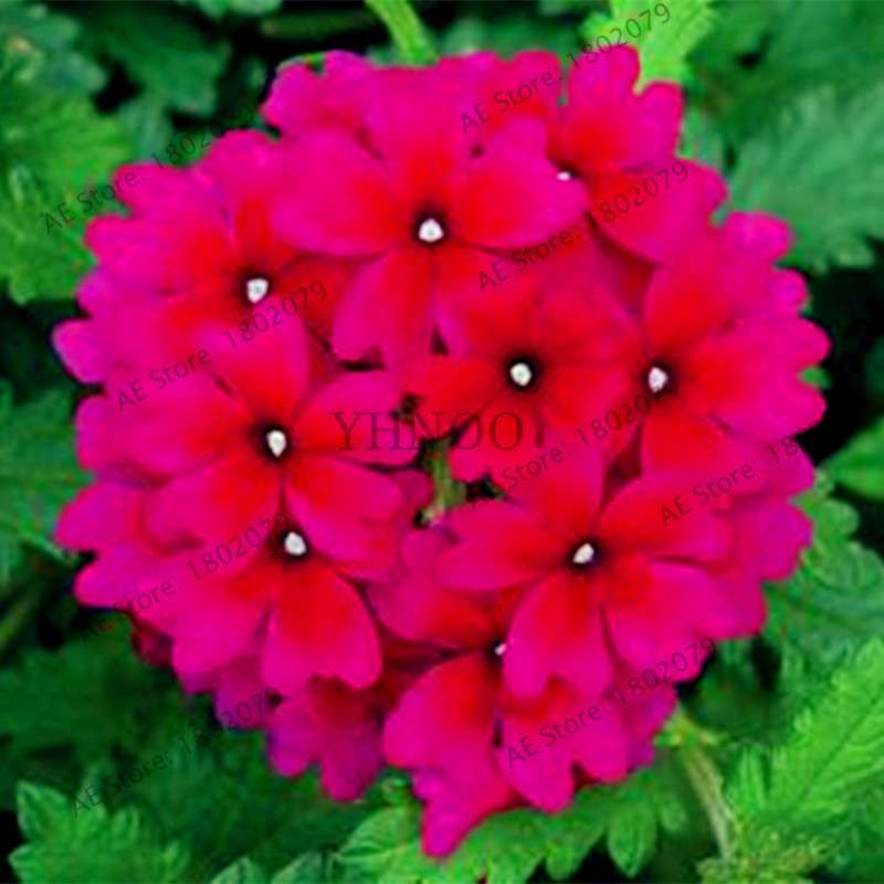 Mixed Color Verbena Hybrida Seeds - Easy to Grow Bonsai Flowers for Home & Garden Planting
