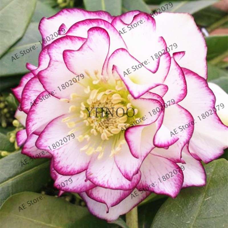 Christmas Rose Seeds (Helleborus Niger) - for Home, Courtyard & Bonsai Planting | Novelty Plant Gift