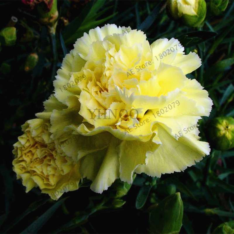 Rare Carnation Seeds - Dianthus Caryophyllus, Potted Bonsai Flower Seeds for Mother's Day, Home Garden Planting
