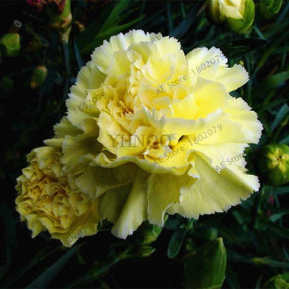 Rare Carnation Seeds - Dianthus Caryophyllus, Potted Bonsai Flower Seeds for Mother's Day, Home Garden Planting