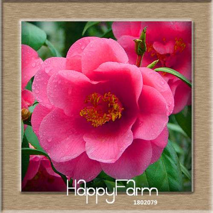 24-Color Camellia Seeds Kit - for Potted Plants, Bonsai & Garden Flowers | Fast-Growing & Vibrant Blooms