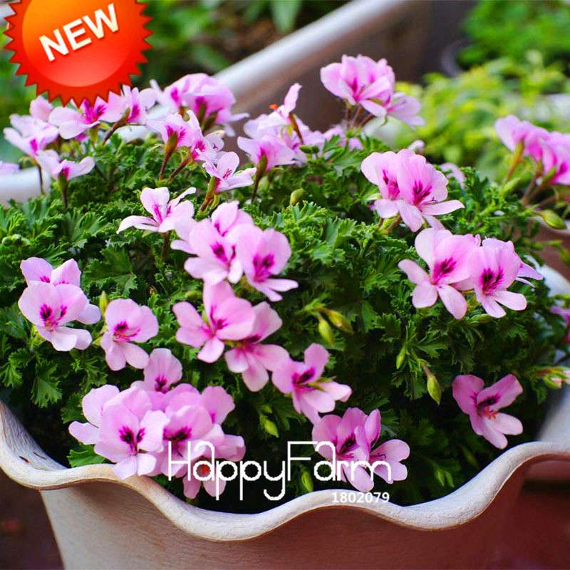 Rare Purple Queling Univalve Geranium Seeds | Perennial Pelargonium Peltatum | Exotic Flower Seeds for Garden