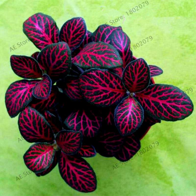 Fittonia Verschaffeltii Seeds - Indoor Bonsai Plant for Home, Office & Garden Decor - Easy to Grow