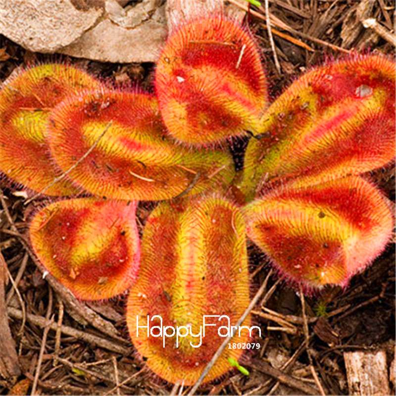 Sundew Seeds - Rare Carnivorous Bonsai Plants, Fresh & Novelty Garden Seeds for Home Gardening