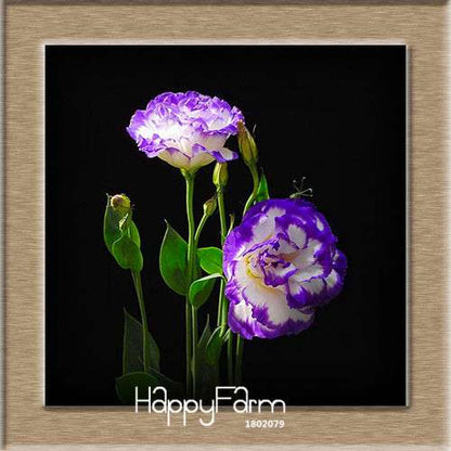 7 Color Lisianthus Seeds - Perennial Flowering Plants for Pots, Gardens | Eustoma Seeds