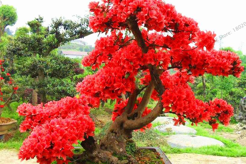 Rare Azalea Bonsai Seeds - DIY Home Garden Plants, Sakura-Like Blooms - Grow Japanese Cherry Flowers