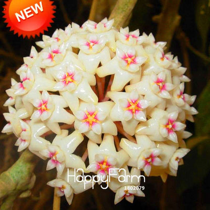 Buy Hoya Carnosa Seeds - Balcony Potted Rose Orchid Flower Seeds for Home Garden, Fast Shipping