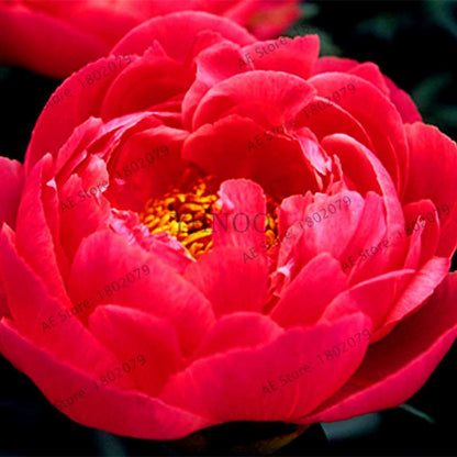 Rare Perennial Peony Seeds - Mixed Colors & Species, Bonsai Flower Tree for Home & Garden