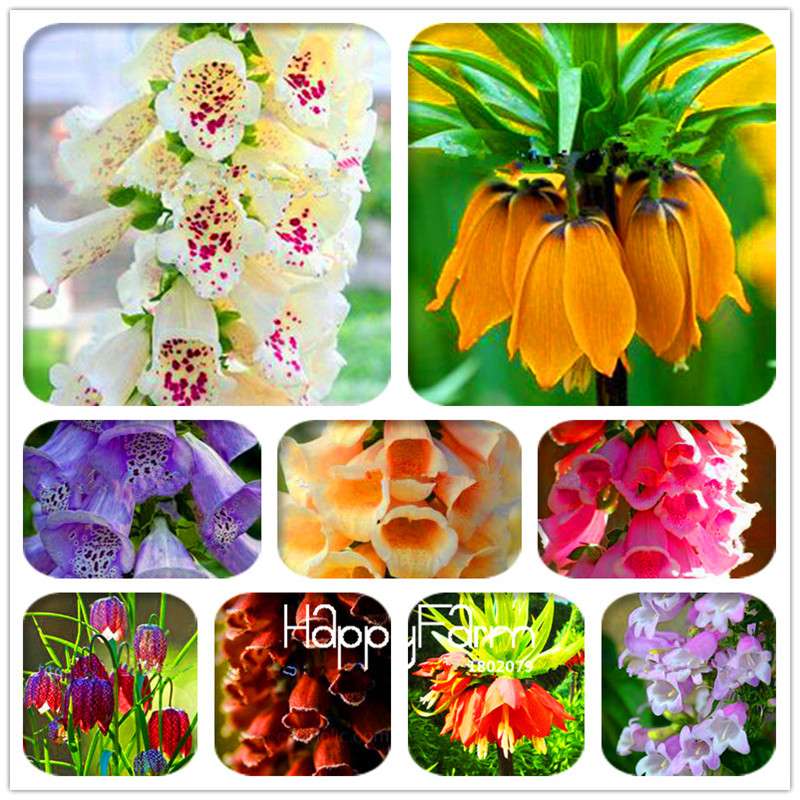 Fritillaria Foxglove Seeds - Potted Bonsai Garden Kit for DIY Home Planting | Premium Quality