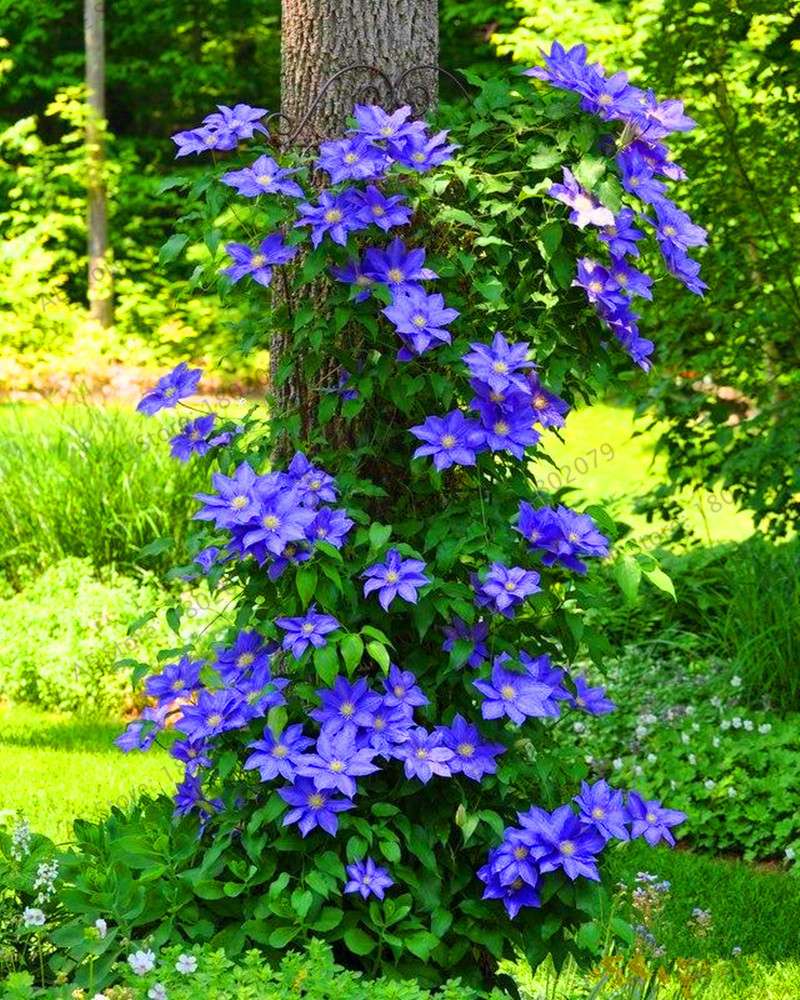 Mixed Clematis Seeds - Easy to Grow Beautiful Bonsai Flowers for Home Garden (Limited Time Offer)