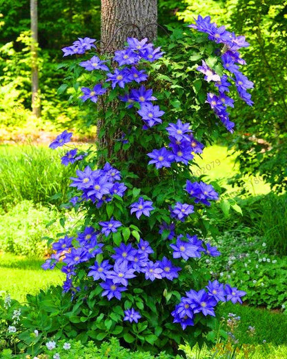 Mixed Clematis Seeds - Easy to Grow Beautiful Bonsai Flowers for Home Garden (Limited Time Offer)