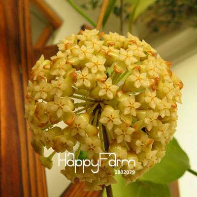 Rare Hoya Carnosa Orchid Seeds - Home Bonsai Flower Seeds for Planting