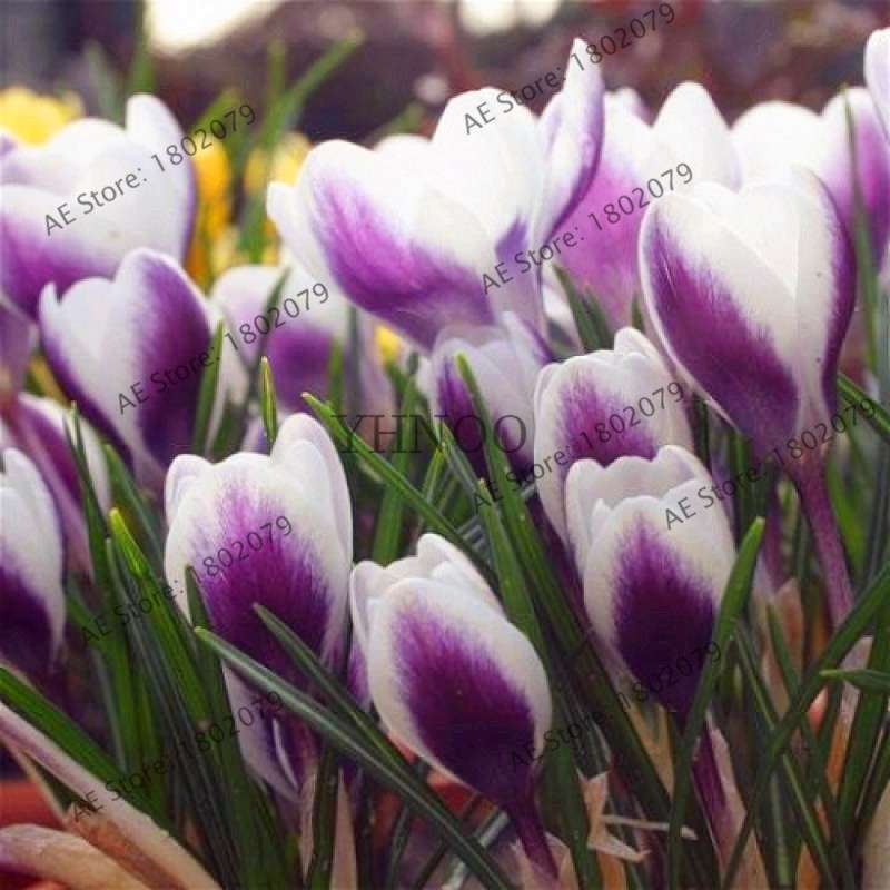 Premium Saffron Seeds - Grow Saffron Crocus Flowers for Home, Garden & Bonsai | Fast Shipping