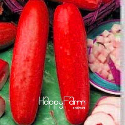 Dutch Cucumber Seeds - for Fresh, Homegrown Vegetables | Non-GMO, High Yield