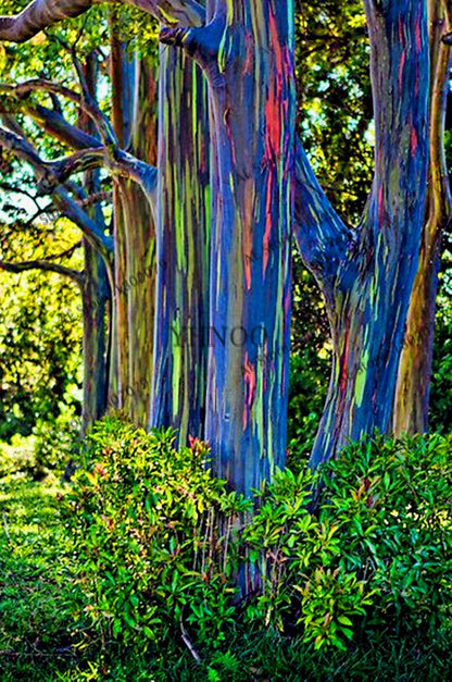 Rainbow Eucalyptus Seeds - Tropical Showy Tree for Garden Planting - Rare Eucalyptus Deglupta