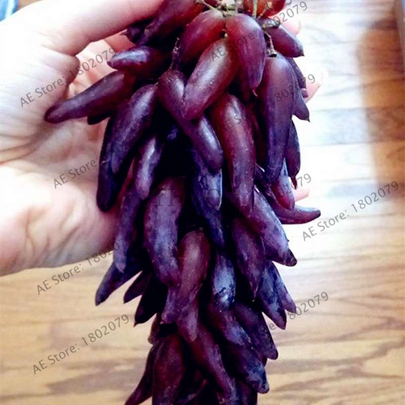 Kyoho Grape Seeds - Sweet Natural Fruit Seeds for Home Garden Planting, Fresh & Juicy