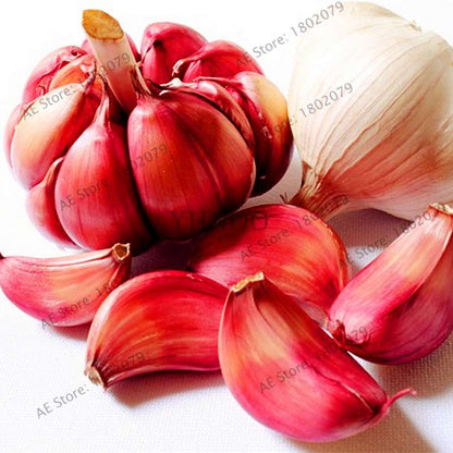 Organic Garlic Seeds - Healthy, Natural & Delicious Home Garden Planting